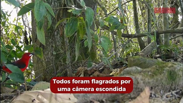 Câmera escondida filma animais silvestres em estação da Epagri