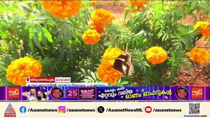 പൊന്നോണപ്പൂ ചൂടി ജമന്തി പാടങ്ങൾ; കാട്ടാക്കടയിൽ ഇത്തവണയും സമൃദ്ധിയുടെ പൂക്കാലം