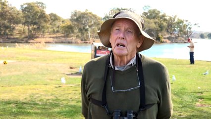 Seagulls swarm forecourt of Parliament House during nesting season