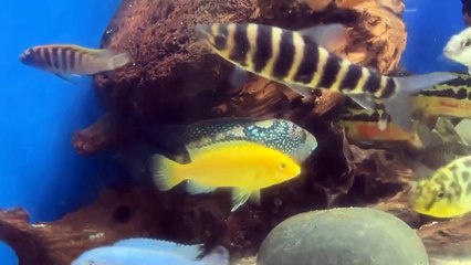 Male Jack Dempsey Cichlid Showing Off In 300 Gallon Display