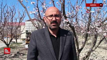 Mersin'de bahçeler erken çiçek açtı