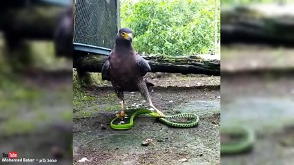 ضبع يخطف صغير النعامة فيأتية العقاب الفورى .. طيور شرسه تخطت بقدراتها كل التوقعات _(720P_HD