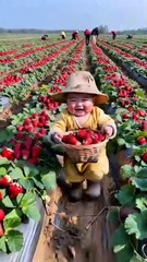 "Sweet Baby Boy Walking in the Field and Picking Strawberries 🍓 | Cutest Moment Ever!"