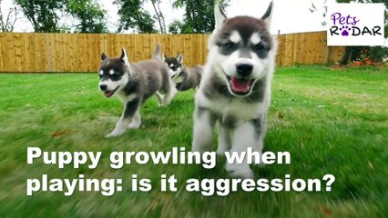 Understanding Your Puppies Body Language