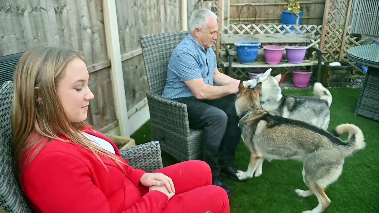 Stafford family get ready to show their Huskies at Crufts