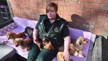 Shropshire Paramedic gets her Dachshund's ready for Crufts.