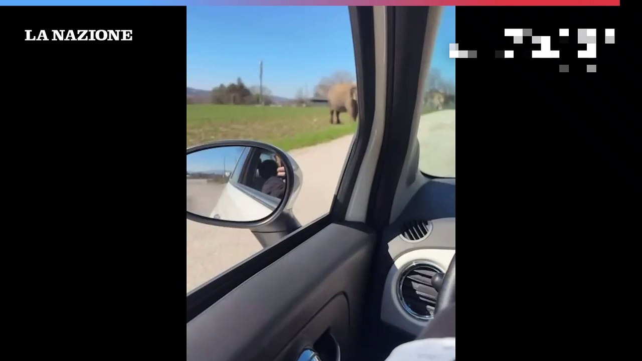 Elefante a spasso per Gubbio