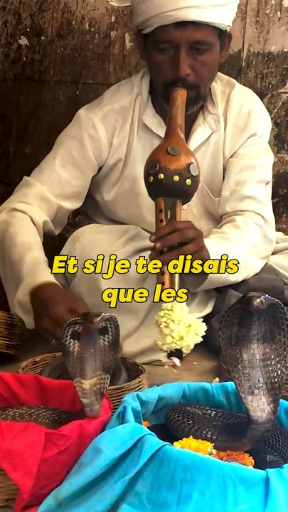 Ne charme pas ces serpents !