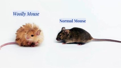🧬 Scientists Create a ‘Woolly Mouse’ with Mammoth Traits – A Step Toward Reviving the Extinct Giant? ❄️🐘