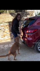 La felicidad de un perro al darse cuenta de que su familia también ha adoptado a su hermana