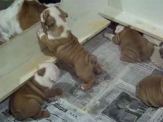 Bullie Pups r Us litter at 5 weekd old. Bred n raised by Us