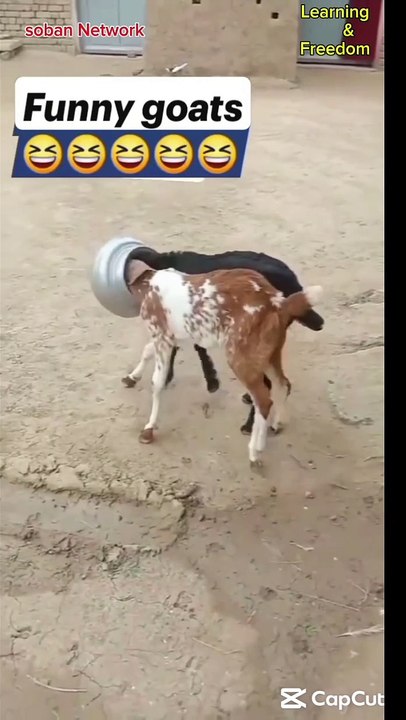 #Got funny video