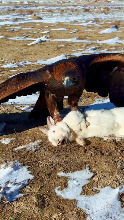 Eagle vs. Rabbit in a Battle of Survival