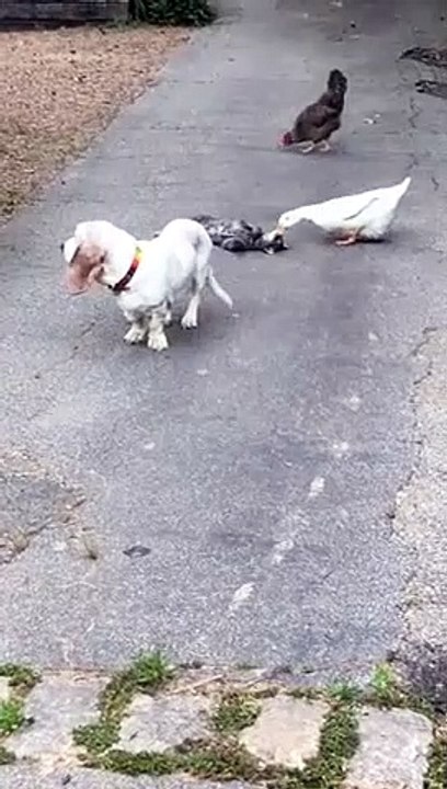 Ce chat et ce canard sont les meilleurs amis !