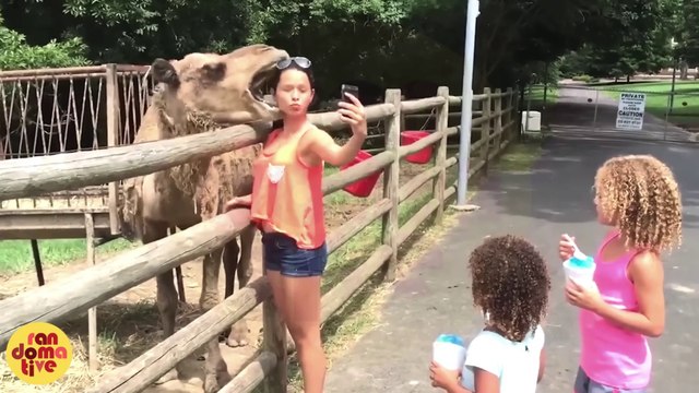 Funny Weekend at the Zoo | Funniest Animals & Pets Moments | Try Not to Laugh | Family Entertainment