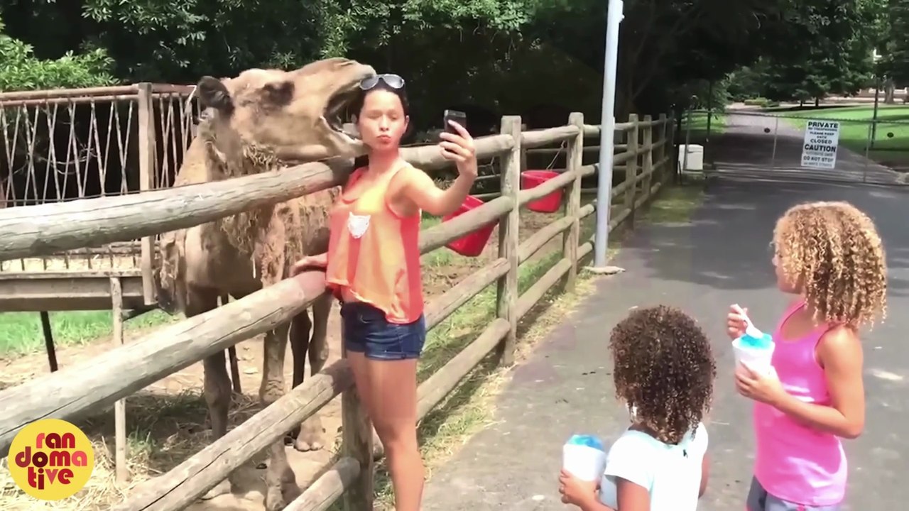 Funny Weekend at the Zoo | Funniest Animals & Pets Moments | Try Not to Laugh | Family Entertainment