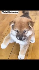 I just fell and broke my arm in a cast and came home to see my dog ​​crying 😭