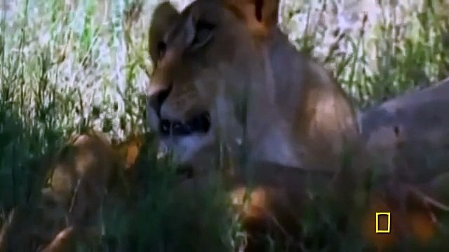Hienas Enfrentan a León Blanco - Documental de Leones Impactante