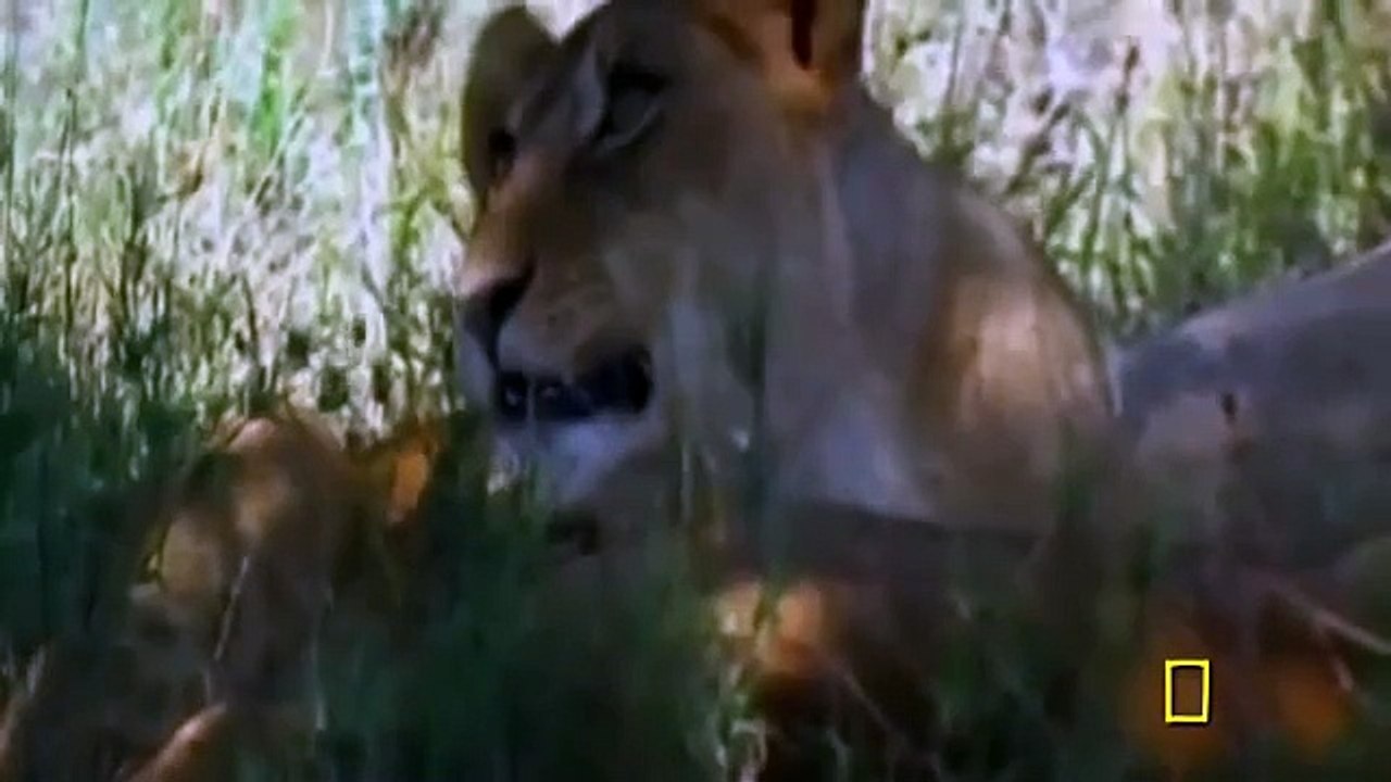 Hienas Enfrentan a León Blanco - Documental de Leones Impactante