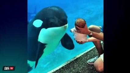 Curioso momento entre una orca y un bebé: viral al instante
