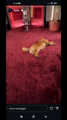 fa finta di dormire silvio