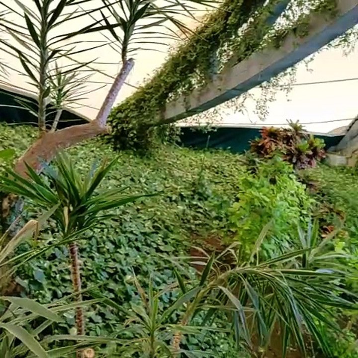 les Antilles de Jonzac