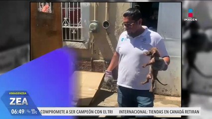 Rescatan a 40 perritos en estado de desnutrición en Guadalajara, Jalisco