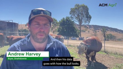 Buyers take home two top-priced bulls from Tarcombe Herefords