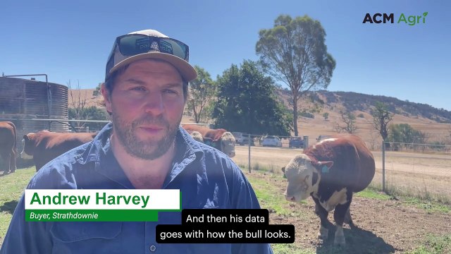 Buyers take home two top-priced bulls from Tarcombe Herefords