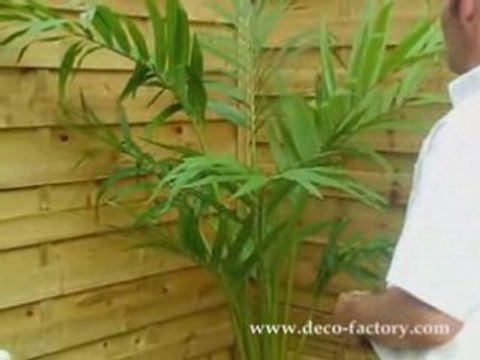 Palmier kentia artificiel Deco Factory