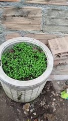 Mi cosecha de cilantro