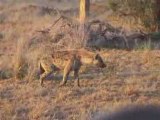 Afrique du sud 3 - Animaux sauvages