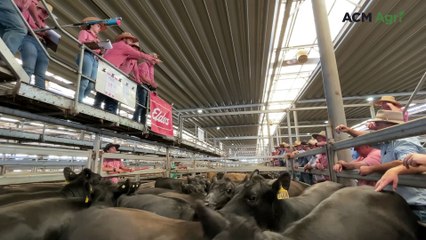 Heifers under the hammer at the Wodonga store sale
