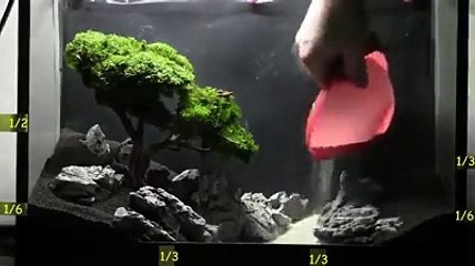 Serene Aquarium Scenes 🌊