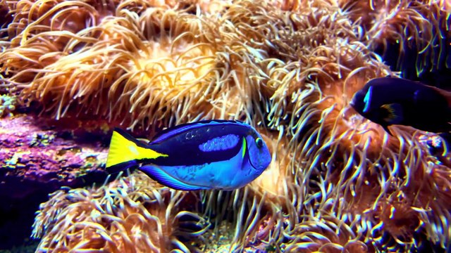 The Best Dolby Vision 12K HDR Video ULTRA HD 240 fps 8K 4K TV