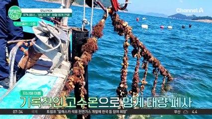 올해는 멍게 먹기 힘드실 것 같습니다...  97% 폐사한 제철 멍게? #멍게
