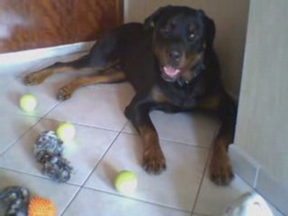 Volcan le rottweiler