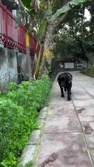 Can Goat Milk Help Dogs with Allergies?