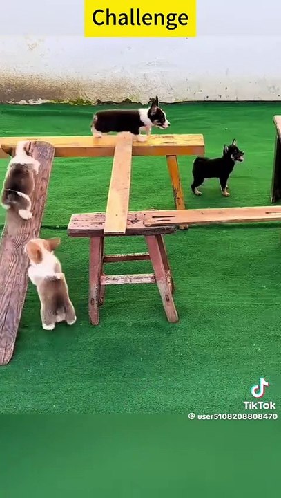 Funny Video 📷 🤣