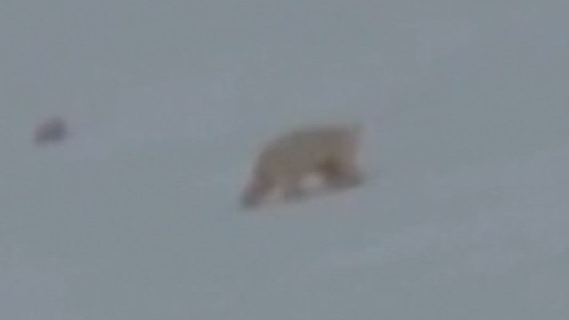 Una cámara capta el inédito momento en el que unos cachorros de oso polar ven el mundo por primera vez