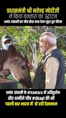 #Vantara में भारत के वन्यजीव संरक्षण को नई दिशा देते हुए, दुर्लभ #Okapi को पहली बार सुरक्षित माहौल मिला. #Vantara #Jamnagar #Wildlife #loveforanimals #loveforwildlife