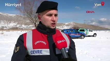 2.5 milyon lira cezası var! Jandarma onları korumak için nöbette