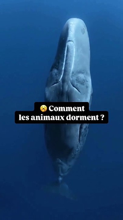 Comment les animaux dorment ?