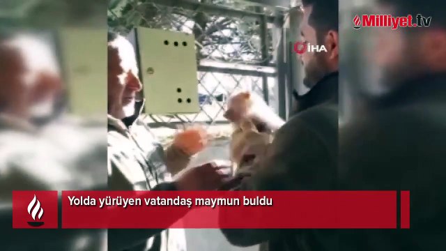 Bir vatandaş yolda yürürken maymun buldu