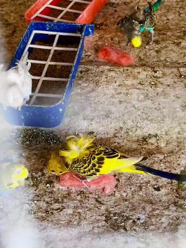 Pets life #budgies #parrots #australian