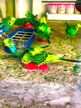 Pets life #budgies #parrots #australian