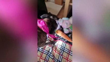 My dog is 22 years old and could be Britain's oldest