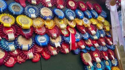 Terrier trio creating rare spectacle at Crufts this year