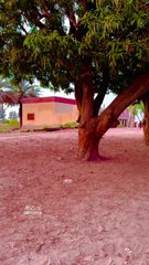 my village video   #reels #shorts #maxrecords