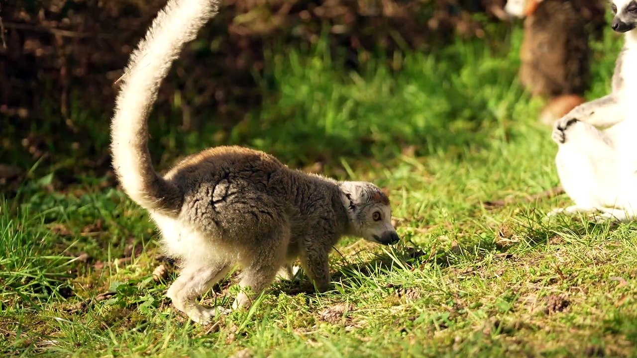 Cute new lemur arrives at Yorkshire Wildlife Park